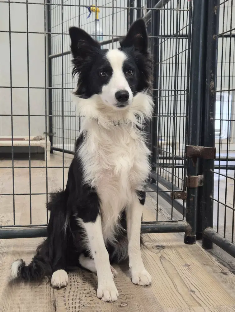 Rowdy - Australian Shepherd