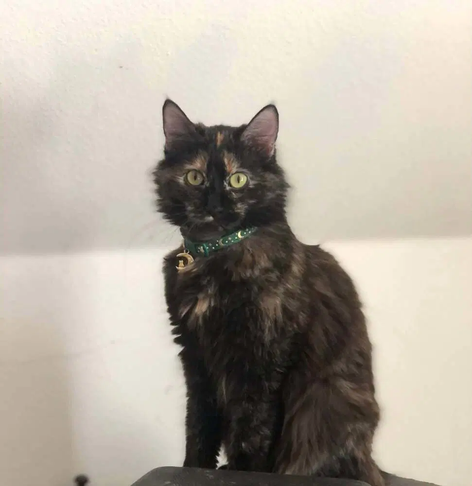 Solstice - Domestic Medium Hair