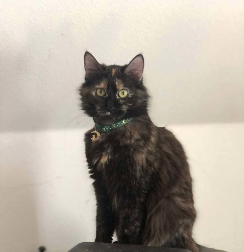 picture of the cat needing adoption