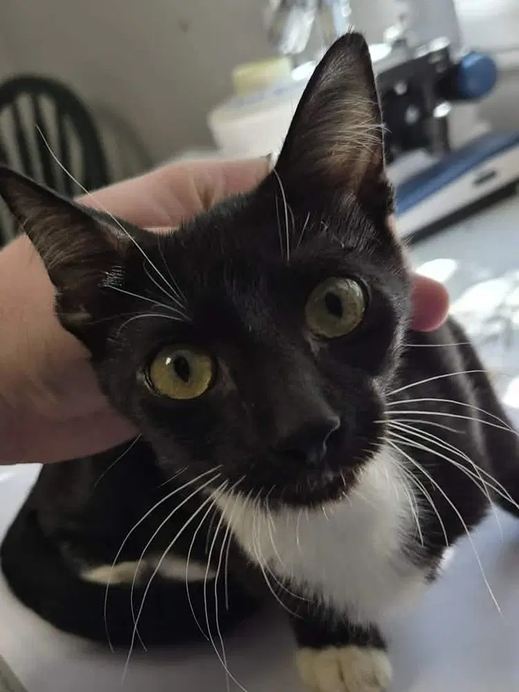 Ahoy - Domestic Short Hair