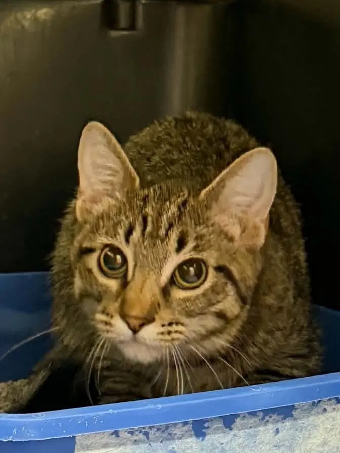 Mince - Domestic Short Hair