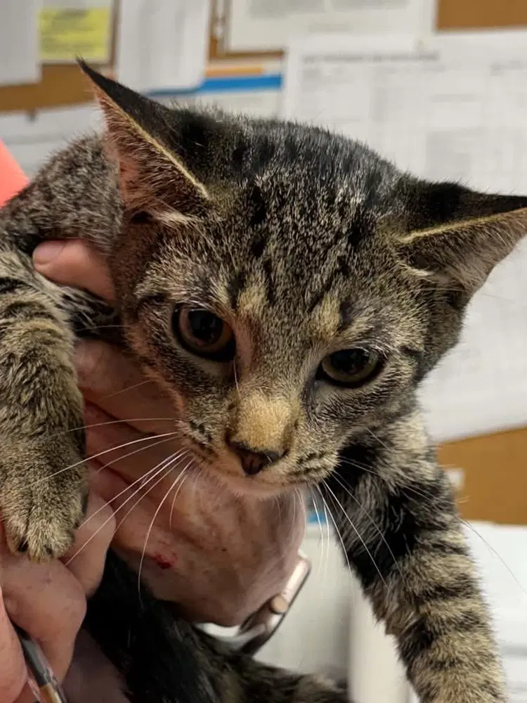 Slice - Domestic Short Hair