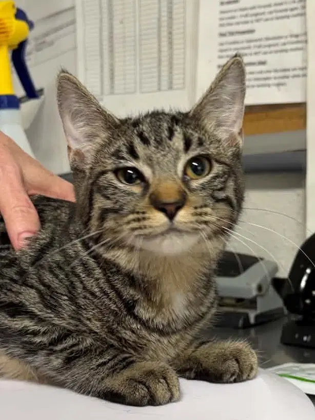 Dice - Domestic Short Hair