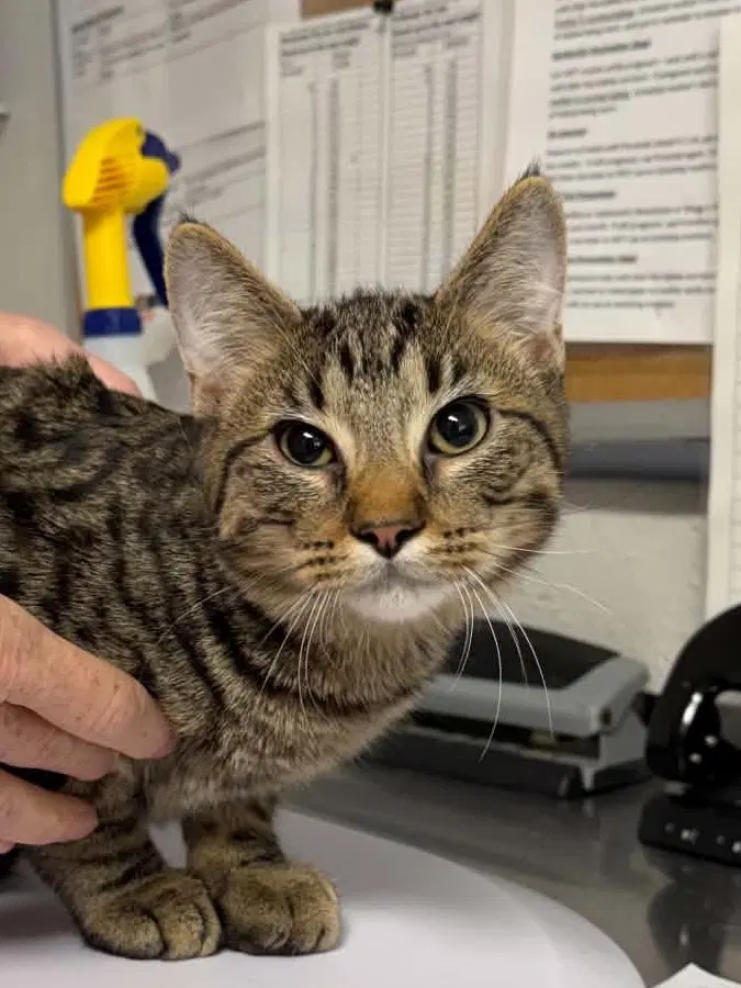 Grate - Domestic Short Hair