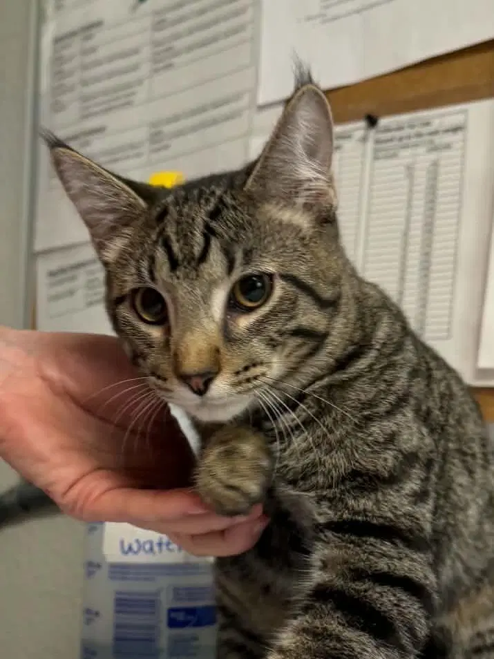 Chop - Domestic Short Hair