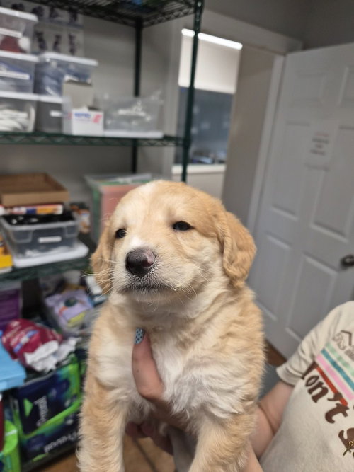 picture of the dog needing adoption