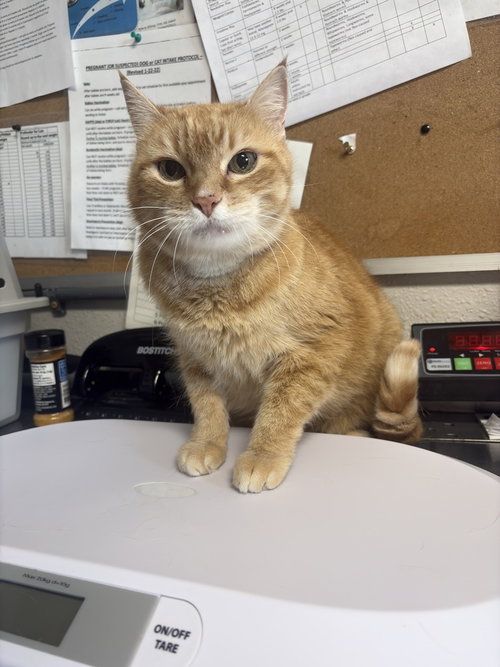 picture of the cat needing adoption