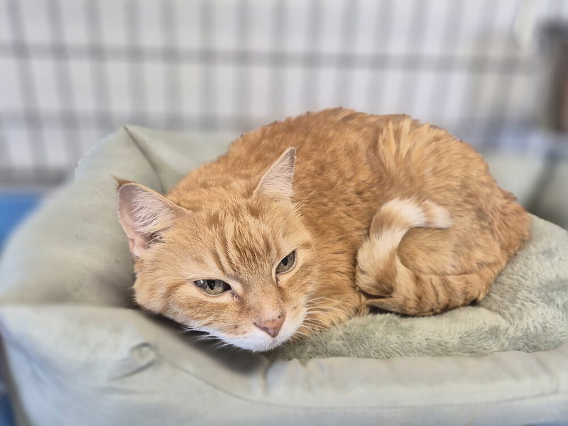 Kitty, a senior male cat up for adoption