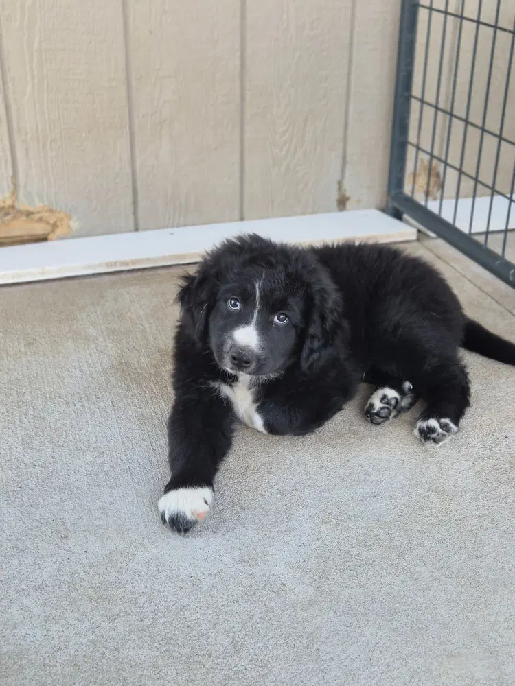 Frick - Border Collie