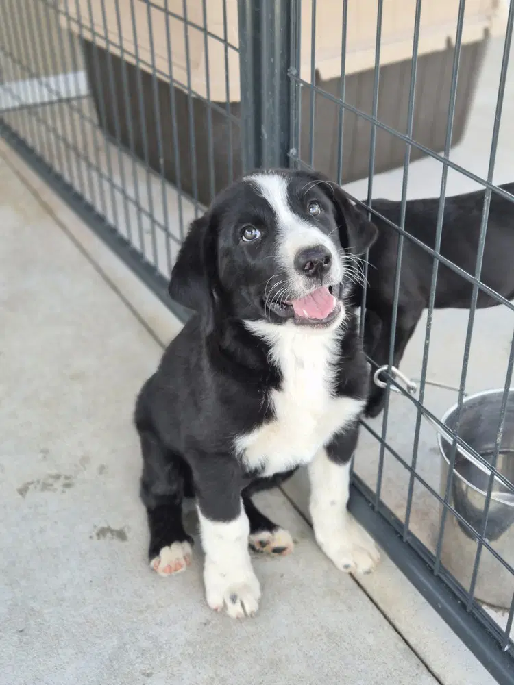 Frack - Border Collie