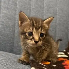 Ernie - Domestic Short Hair