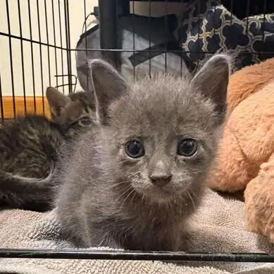 Bert - Domestic Short Hair