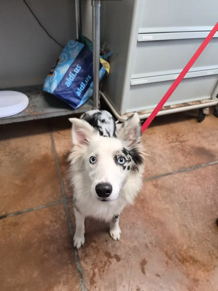 Casper - Australian Shepherd
