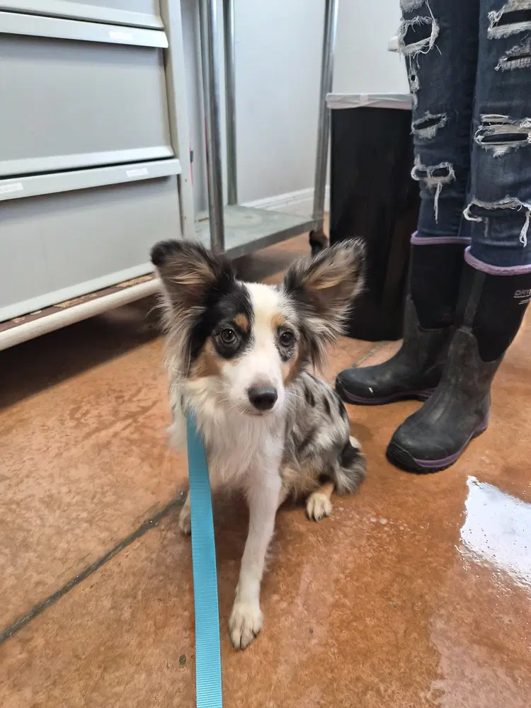 Lil Bit - Australian Shepherd