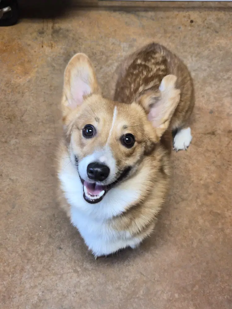 Portur - Corgi