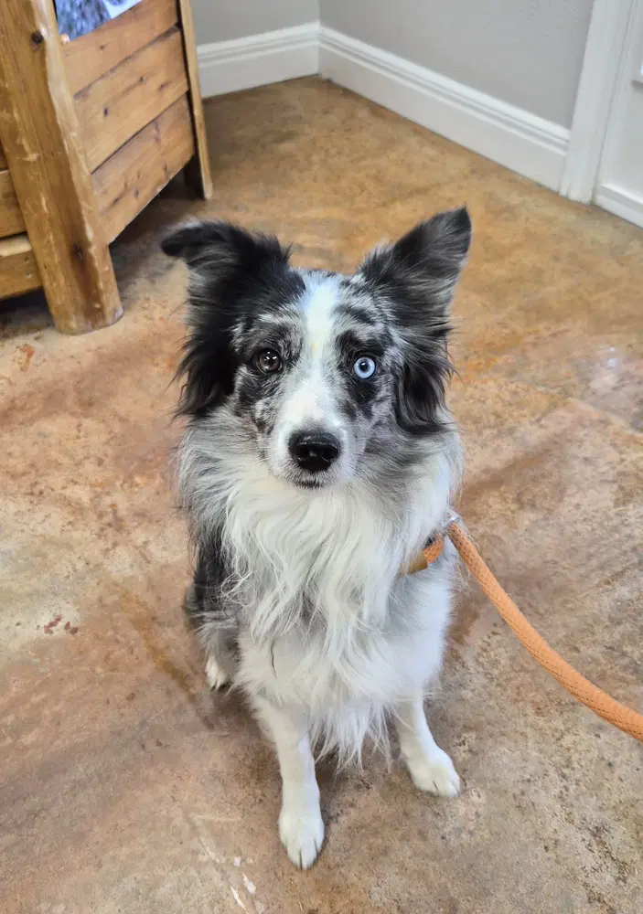 Caspian - Australian Shepherd