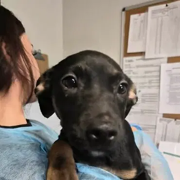 Eilish - Australian Cattle Dog/Blue Heeler