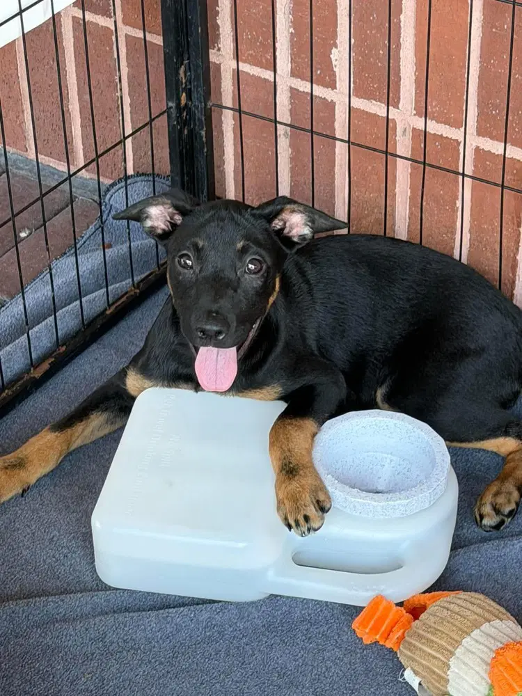 Eilish - Australian Cattle Dog/Blue Heeler
