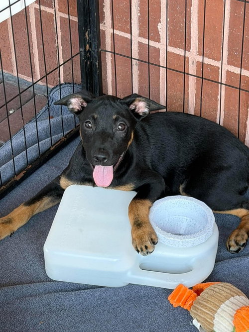 Eilish, a dog for adoption from Polk County Humane Society