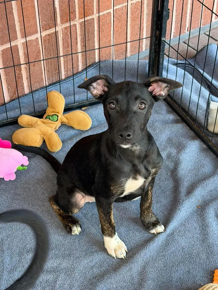Ariana - Australian Cattle Dog/Blue Heeler