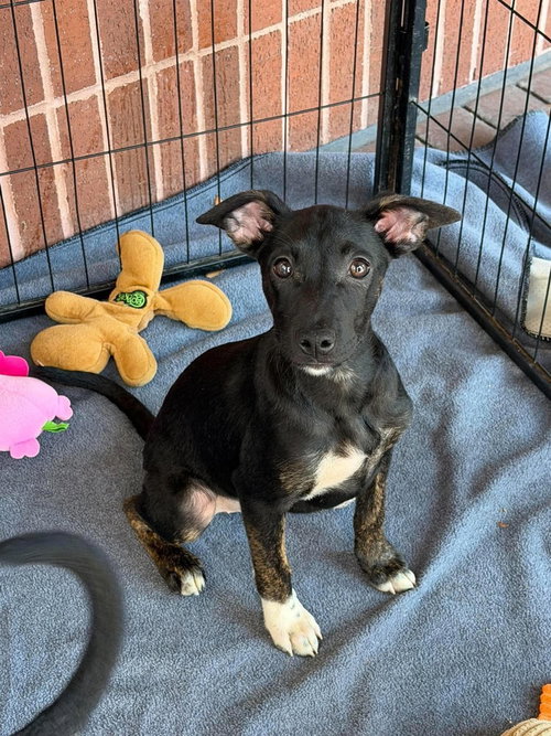 Ariana, a dog for adoption from Polk County Humane Society