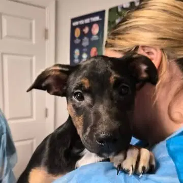 Cyrus - Australian Cattle Dog/Blue Heeler