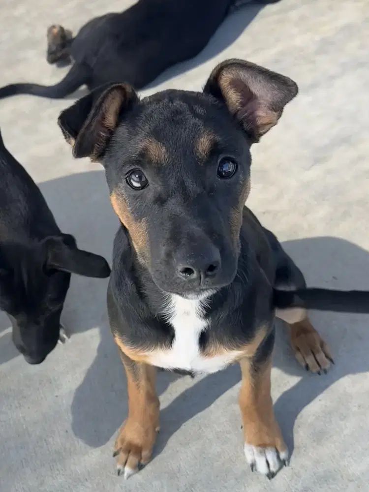 Cyrus - Blue Heeler