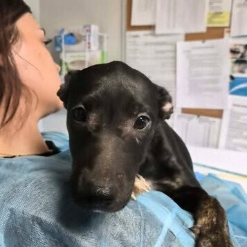 Beyonce, a dog for adoption from Polk County Humane Society