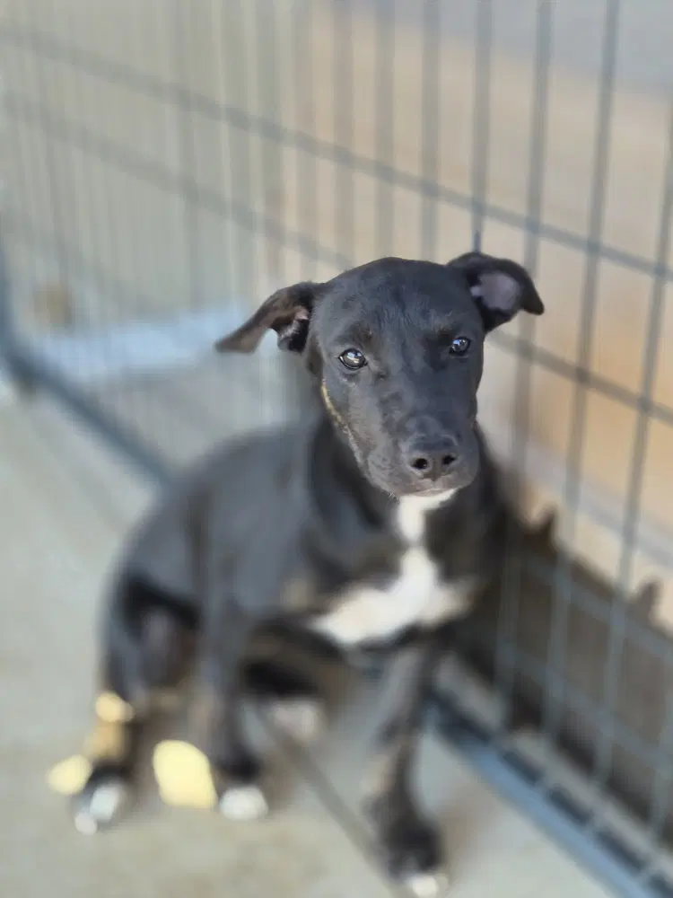 Beyonce - Australian Cattle Dog/Blue Heeler