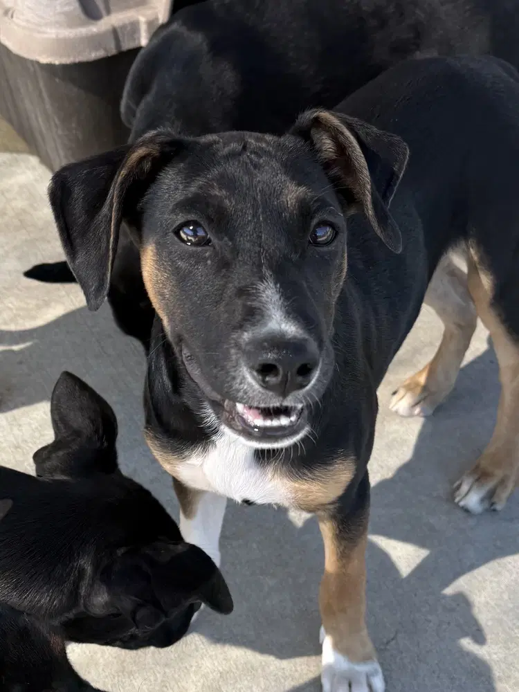 Bieber - Blue Heeler