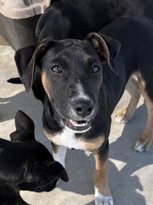 Bieber, a dog for adoption from Polk County Humane Society