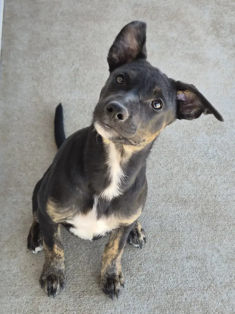 Miley - Blue Heeler