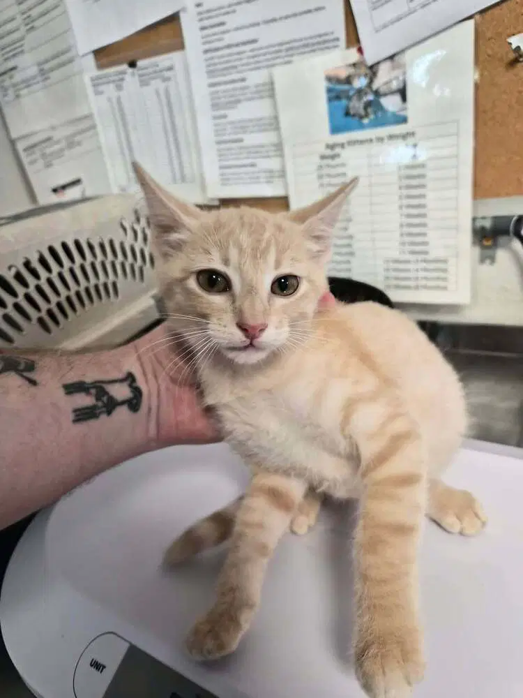 Darwin - Domestic Short Hair