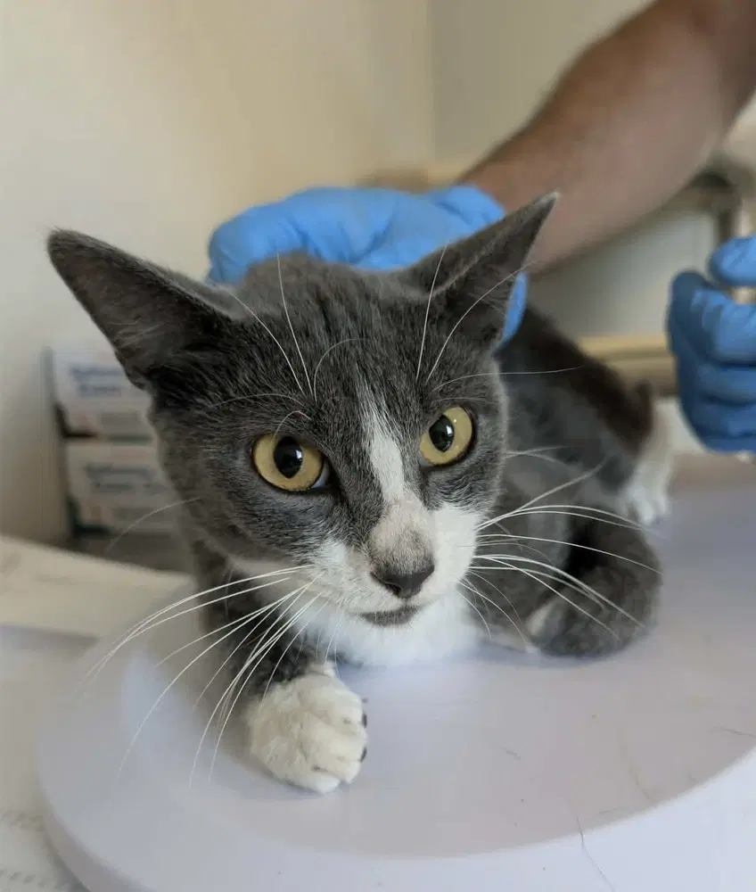 Loot - Domestic Short Hair
