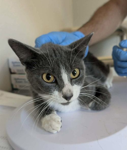 Loot, a cat for adoption from Polk County Humane Society