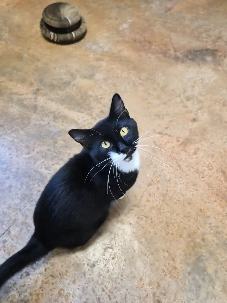 Bread - Domestic Short Hair