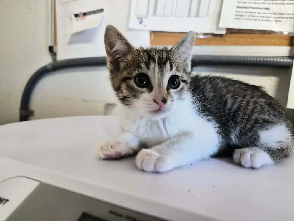Maria - Domestic Short Hair