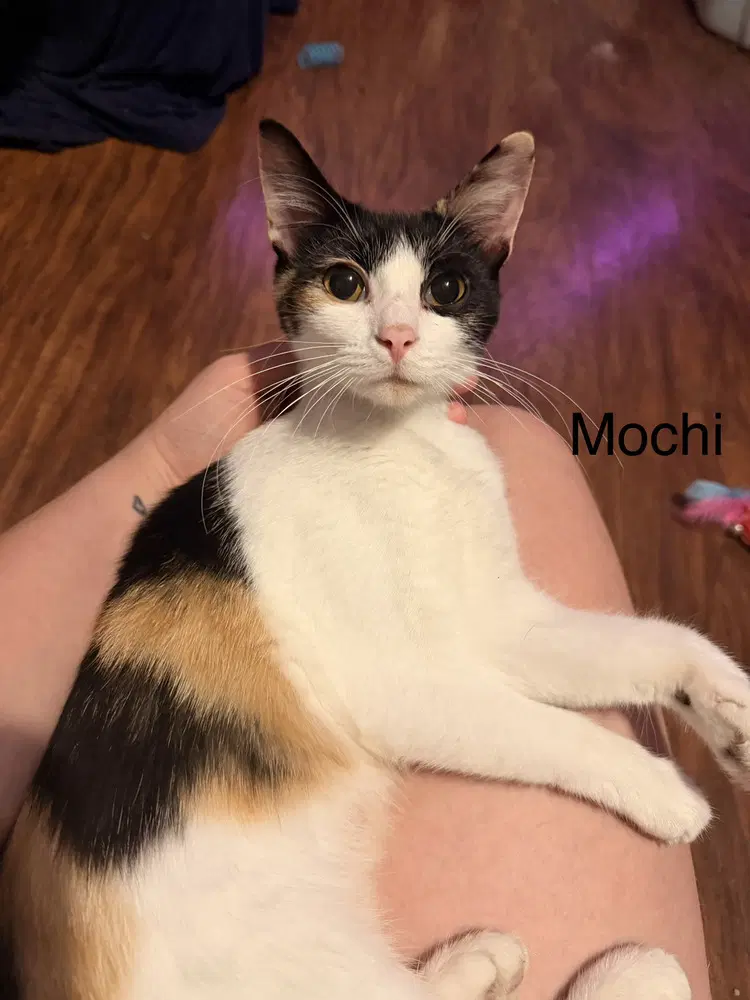 Mochie - Domestic Short Hair