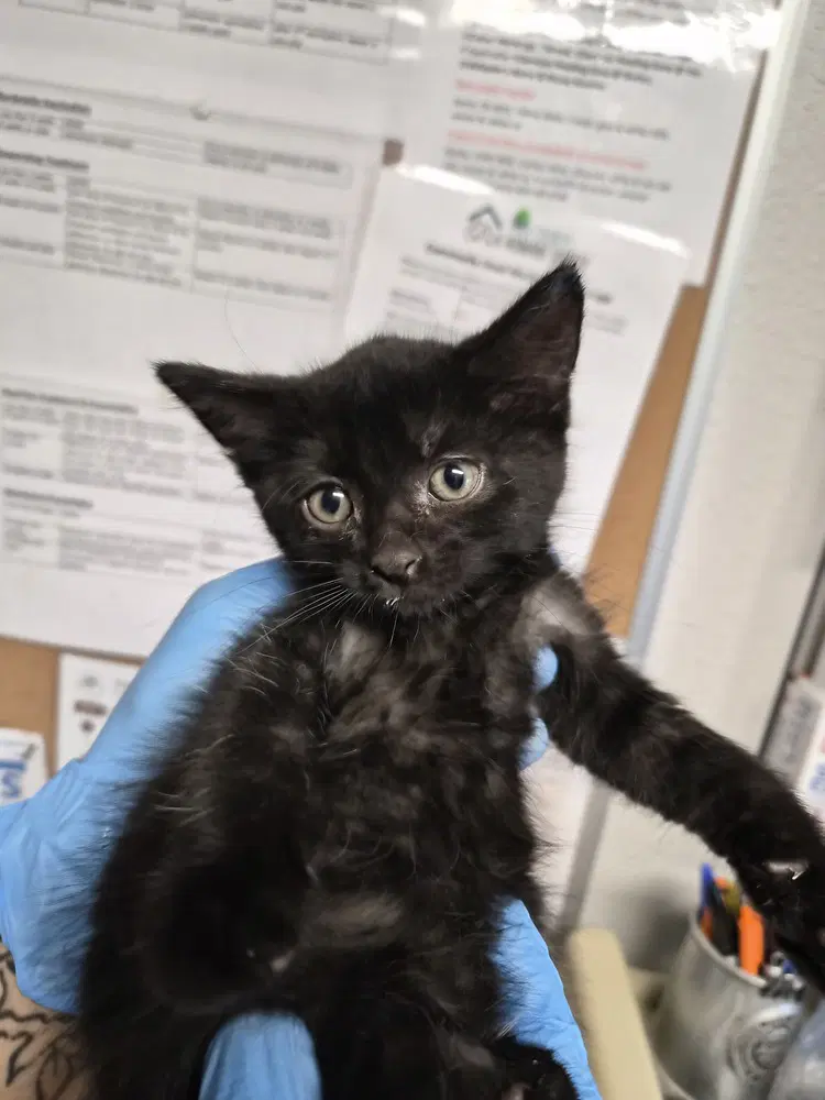 Pixie - Domestic Short Hair