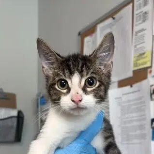 Spot - Domestic Short Hair