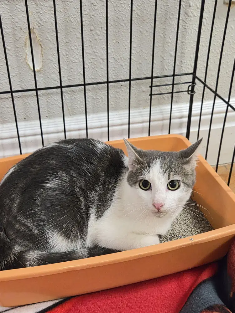 Zaza - Domestic Short Hair
