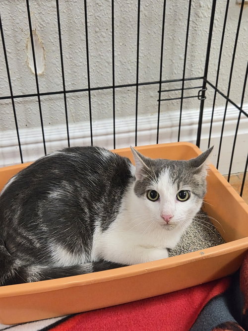 ZaZa, a cat for adoption from Polk County Humane Society