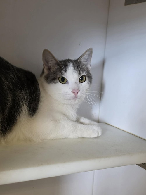 ZaZa, a male kitten up for adoption