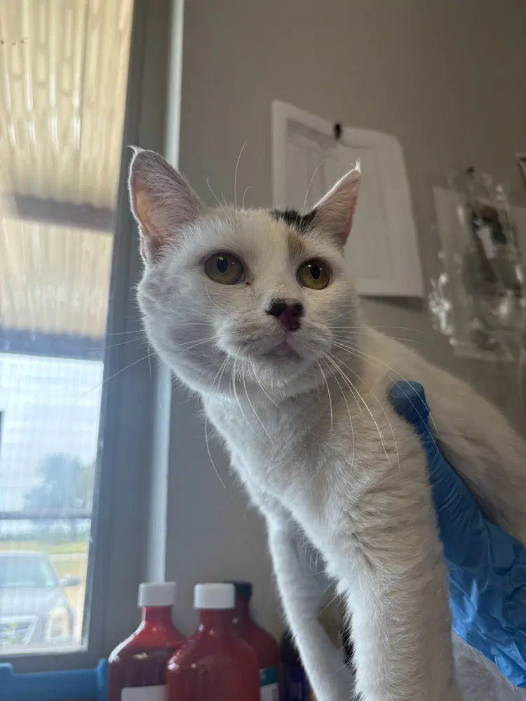 Kitty Kitty - Domestic Short Hair