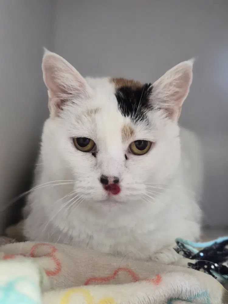 Kitty Kitty - Domestic Short Hair