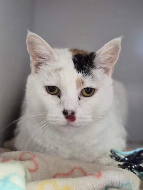 Kitty Kitty, an adult female cat up for adoption