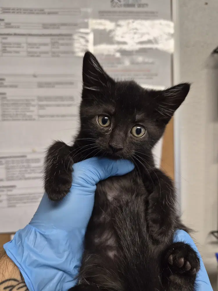 Nymph - Domestic Short Hair