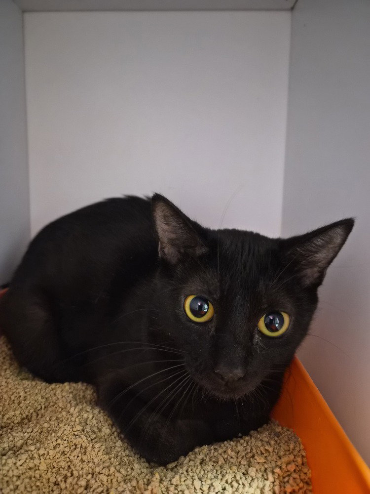 Faerie