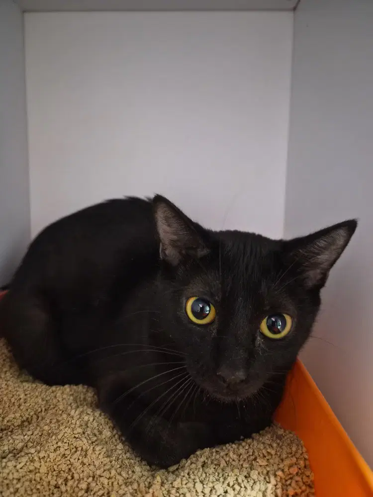 Faerie - Domestic Short Hair