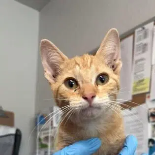 Cider - Domestic Short Hair